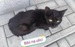 Pomôžme Mačičkám u Larky zvládnuť náročné obdobie