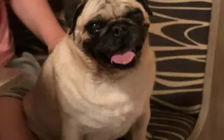 Pomohli ste Boženke a mopsím seniorom z MOPS v núdzi