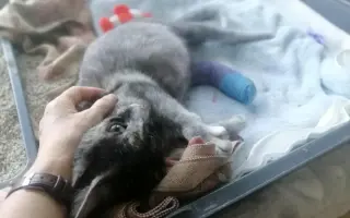 Zachráňme Miniho a dajme šancu aj tým, čo prídu po ňom Zachráňme Miniho a dajme šancu aj tým, čo prídu po ňom