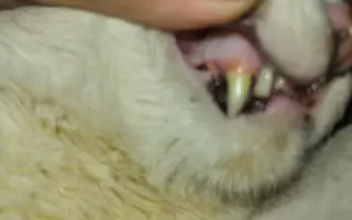 Pomôžme kocúrikovi Labke zotaviť sa