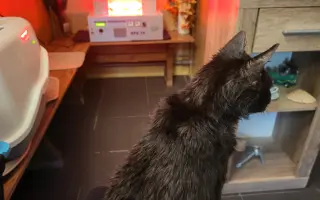 Pomôžme Eve starať sa aj naďalej o mačičky, ktoré ju potrebujú