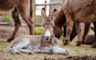 Pomôžte Detskej farme Humanita (DFH) postaviť sa na nohy