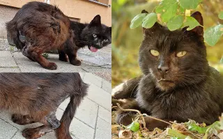Kastráciou proti utrpeniu: Pomôžte zachraňovať pouličné mačky.