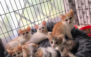 Podporme útulok v Michalovciach a azyl pre mačičky Ka Mačičkova