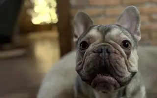 Pomôžme Dionkovi znovu chodiť