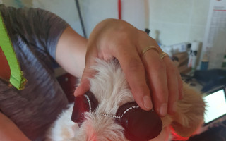 Zabezpečme psíkovi Bojarovi potrebnú liečbu a pomôžme mu zotaviť sa po nehode