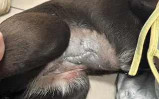 Veterinárna starostlivosť pre psy v osadách