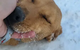 Darujme psíkom v útulku čistú vodu