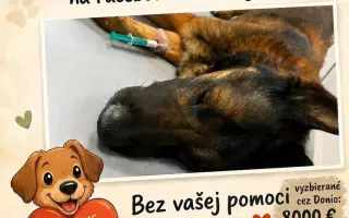 Pomohli ste HAFKÁČOM ďalej zachraňovať