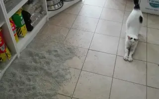 Pomôžme spolu túlavým mačkám na Kysuciach