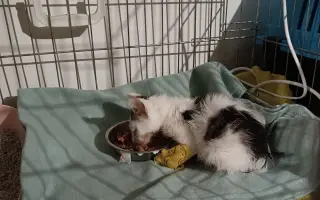 Pomôžte nám postaviť bezpečnú voliéru pre mačky bez domova