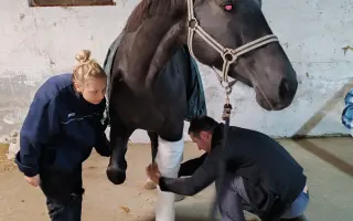 Pomôžme kobylke Zoey v rekonvalescencii