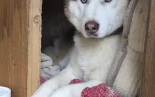 Keď labky slabnú, láska stále beží ďalej - pomôžme huskymu Hachiko