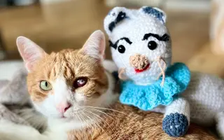 Trojnohá Buchta si zaslúži pozerať na svet dvomi očami 🐱👁️🏴‍☠️