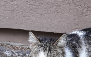 Pomôžme zabezpečiť potrebnú starostlivosť pre mačičky z ulice