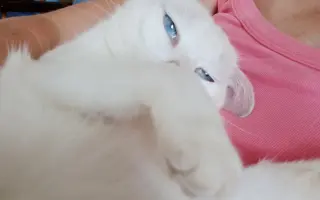 Pomôžme zachrániť Bellu pred smrteľným ochorením FIP