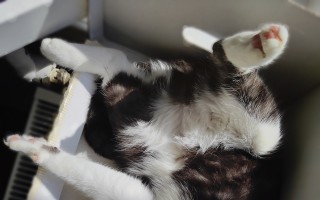 Pomôžme mačičkám z lesa žiť život bez bolesti