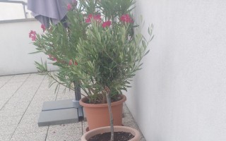 Udržme strechu nad hlavou rodine, ktorá kvôli ťažkej chorobe prišla o maminu