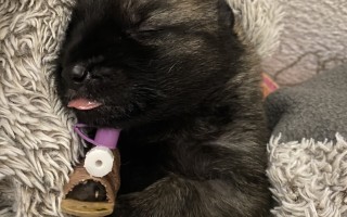 Pomôžte nám odkúpiť raj pre OZ Záchranná stanica ANIMAL a zvieratká v nej
