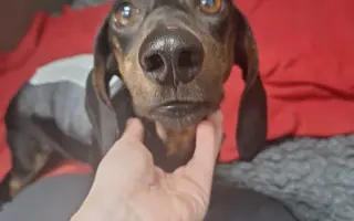 Pomôžme šesťročnému psíkovi získať späť radosť z pohybu a život bez bolesti