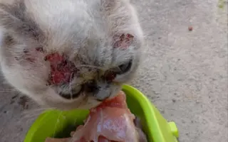 Pomôžme mačičke Gretke znovu vidieť svet