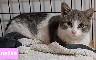 Pomôžme tam, kde by mačičky bez nás neprežili