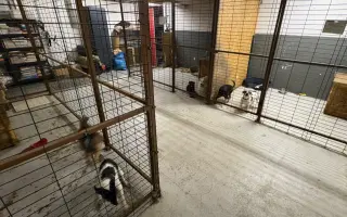 Hnúšťanské labky| Získajte kalendár za dobrý skutok pre opustené psíky