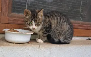 Poďme spolu vykastrovať mačky