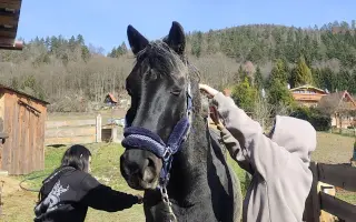 Pomôžme Velesovi vrátiť sa domov na farmu