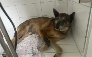 Pomôžme záchranárskemu psíkovi Qvídovi