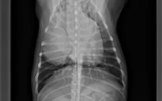 Pre Bessie, aby mohla ešte žiť naplno Pre Bessie, aby mohla ešte žiť naplno