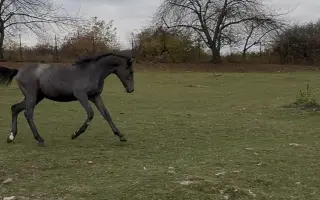 Pomôžte zaplatiť účet na veterine 🐴