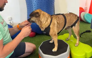 Druhá šanca pre Dobbyho zdravie