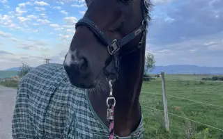 Pomôžte nášmu koníkovi Armanimu postaviť sa späť na nohy