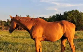Pomôžte zabezpečiť seno pre 8 koní na celý rok