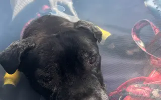 Pre Bessie, aby mohla ešte žiť naplno