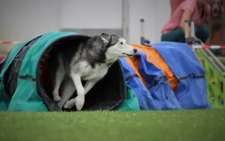 Nohy už nevládzu, ale srdce stále chce. Pomôžme Shaste.