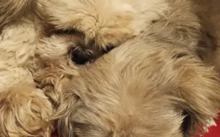 Pomôžte našim senior psíkom Shih-tzu dožiť dôstojný život