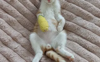 Pomôžme Dáši zachraňovať pouličné mačičky