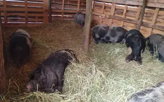 Chýba už len kúsok. Pomôžte nám presťahovať Azyl pre prasiatka a králiky.