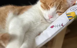 Trojnohá Buchta si zaslúži pozerať na svet dvomi očami 🐱👁️🏴‍☠️
