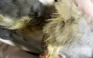 Pomôžme Vlaďke postaviť domov pre handicapované holuby