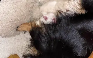 Darujme psíkom v útulku čistú vodu