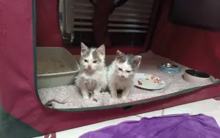 Pomôžte nám postaviť bezpečnú voliéru pre mačky bez domova