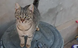 Poďme spolu vykastrovať mačky