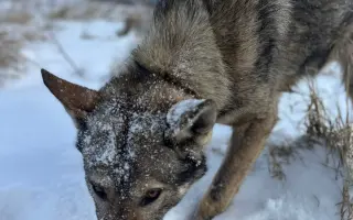 Podporme kastrácie v osade Rakúsy