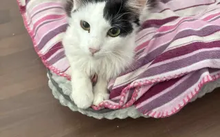 Pomôžme mladej Mňauke bojovať s vážnym FIP ochorením
