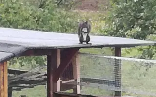 Pomôžte s rekonštrukciou záchrannej stanice pre veveričky