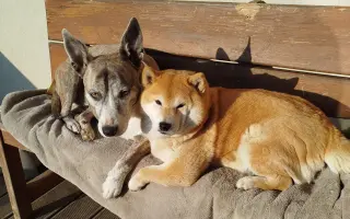 Pomôžme hendikepovanej fenke Freyuške