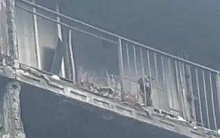 Pomôžme Jessiemu opäť sa postaviť na labky bez bolessti Pomôžme Jessiemu opäť sa postaviť na labky bez bolessti